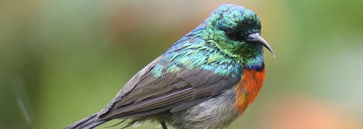 Birding Safaris in Rwanda