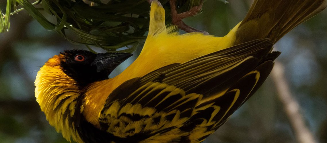 Rwanda Birding Safaris