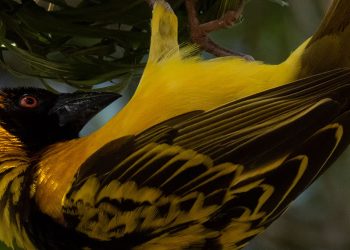 Rwanda Birding Safaris