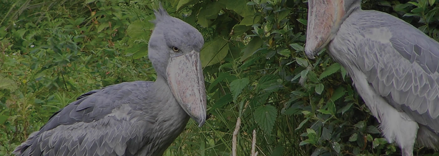 Shoebill Stork