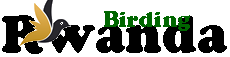 Rwanda Birding Guide