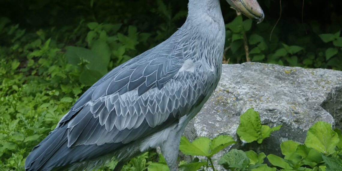 Best Places to Go Bird Watching in Uganda