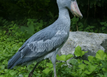 Best Places to Go Bird Watching in Uganda